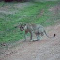 ZMB_NOR_SouthLuangwa_2016DEC10_NP_070.jpg