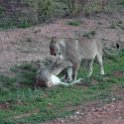 ZMB NOR SouthLuangwa 2016DEC10 NP 073 : 2016, 2016 - African Adventures, Africa, Date, December, Eastern, Month, National Park, Northern, Places, South Luangwa, Trips, Year, Zambia