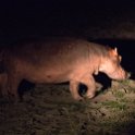 ZMB_NOR_SouthLuangwa_2016DEC10_NP_094.jpg