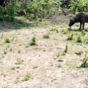BWA NW Kasane 2016DEC05 001 : 2016, 2016 - African Adventures, Africa, Botswana, Date, December, Kasane, Month, Northwest, Places, Southern, Trips, Year