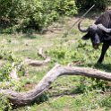 BWA NW Kasane 2016DEC05 002 : 2016, 2016 - African Adventures, Africa, Botswana, Date, December, Kasane, Month, Northwest, Places, Southern, Trips, Year