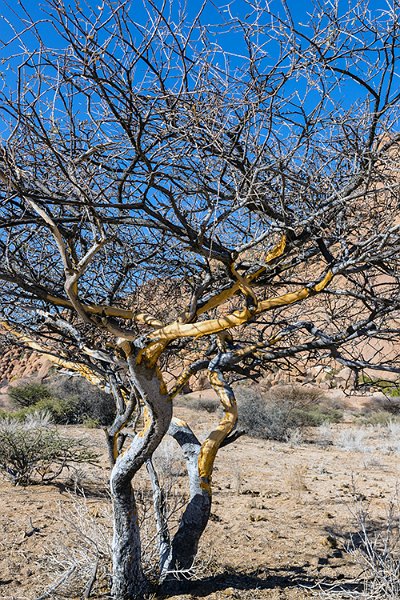 NAM ERO Spitzkoppe 2016NOV24 SBP 005