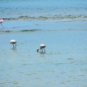 NAM ERO WalvisBay 2016NOV22 LagoonPromenade 001 : 2016, 2016 - African Adventures, Africa, Date, Erongo, Lagoon Promenade, Month, Namibia, November, Places, Southern, Trips, Walvis Bay, Year
