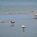 NAM ERO WalvisBay 2016NOV22 LagoonPromenade 002 : 2016, 2016 - African Adventures, Africa, Date, Erongo, Lagoon Promenade, Month, Namibia, November, Places, Southern, Trips, Walvis Bay, Year
