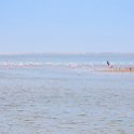 NAM ERO WalvisBay 2016NOV22 LagoonPromenade 003 : 2016, 2016 - African Adventures, Africa, Date, Erongo, Lagoon Promenade, Month, Namibia, November, Places, Southern, Trips, Walvis Bay, Year