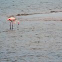NAM ERO WalvisBay 2016NOV22 LagoonPromenade 004 : 2016, 2016 - African Adventures, Africa, Date, Erongo, Lagoon Promenade, Month, Namibia, November, Places, Southern, Trips, Walvis Bay, Year