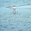 NAM ERO WalvisBay 2016NOV22 LagoonPromenade 005 : 2016, 2016 - African Adventures, Africa, Date, Erongo, Lagoon Promenade, Month, Namibia, November, Places, Southern, Trips, Walvis Bay, Year