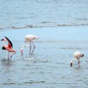 NAM ERO WalvisBay 2016NOV22 LagoonPromenade 006 : 2016, 2016 - African Adventures, Africa, Date, Erongo, Lagoon Promenade, Month, Namibia, November, Places, Southern, Trips, Walvis Bay, Year