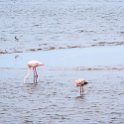 NAM ERO WalvisBay 2016NOV22 LagoonPromenade 007 : 2016, 2016 - African Adventures, Africa, Date, Erongo, Lagoon Promenade, Month, Namibia, November, Places, Southern, Trips, Walvis Bay, Year