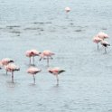 NAM ERO WalvisBay 2016NOV22 LagoonPromenade 010 : 2016, 2016 - African Adventures, Africa, Date, Erongo, Lagoon Promenade, Month, Namibia, November, Places, Southern, Trips, Walvis Bay, Year