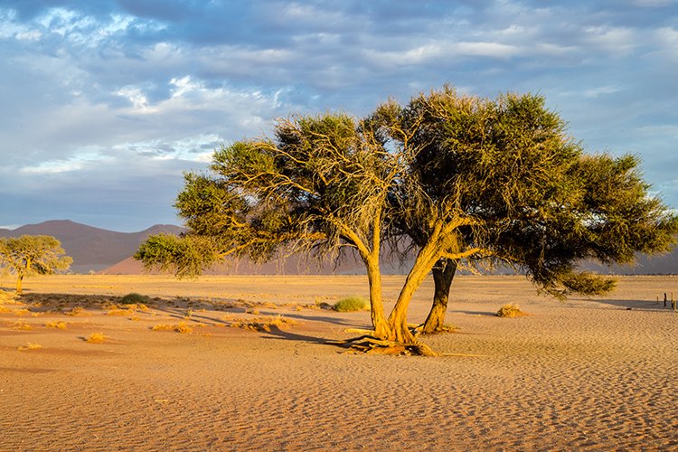 NAM HAR Dune45 2016NOV21 050