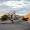 NAM HAR Dune45 2016NOV21 049 : 2016 - African Adventures, Hardap, Namibia, Southern, Africa, Dune 45, 2016, November