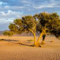 NAM HAR Dune45 2016NOV21 050 : 2016 - African Adventures, Hardap, Namibia, Southern, Africa, Dune 45, 2016, November
