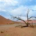 NAM HAR Dune45 2016NOV21 063 : 2016 - African Adventures, Hardap, Namibia, Southern, Africa, Dune 45, 2016, November