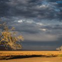 NAM HAR Dune45 2016NOV21 089 : 2016 - African Adventures, Hardap, Namibia, Southern, Africa, Dune 45, 2016, November