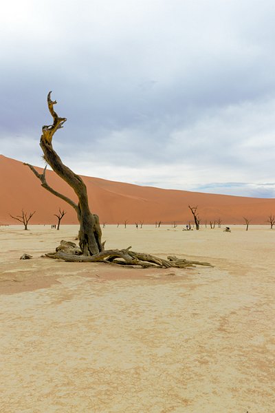 NAM HAR Sossusvlei 2016NOV21 DeadVlei 019