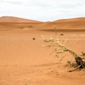 NAM HAR Sossusvlei 2016NOV21 DeadVlei 005 : Sossusvlei, Hardap, Namibia, Southern, Africa, Dead Vlei, 2016 - African Adventures, November, 2016