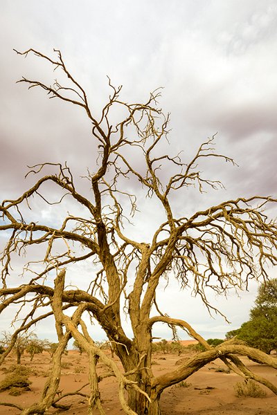 NAM HAR Sossusvlei 2016NOV21 003
