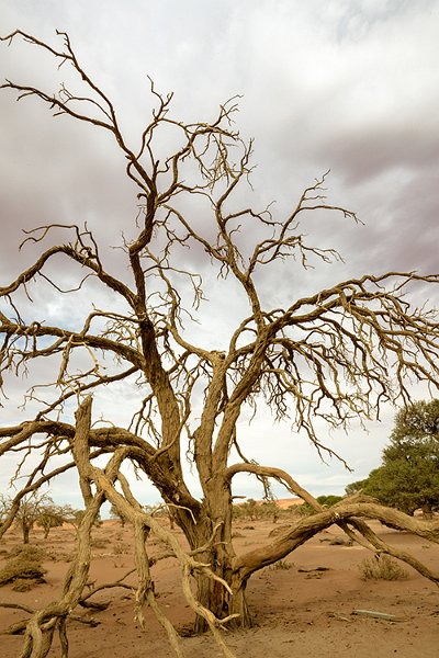 NAM HAR Sossusvlei 2016NOV21 004
