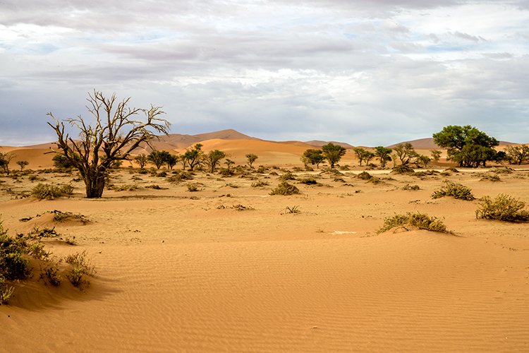 NAM HAR Sossusvlei 2016NOV21 005