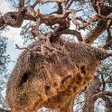NAM HAR Zaras 2016NOV20 001 : 2016 - African Adventures, Hardap, Namibia, Southern, Africa, Zaras, 2016, November