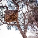 NAM HAR Zaras 2016NOV20 003 : 2016 - African Adventures, Hardap, Namibia, Southern, Africa, Zaras, 2016, November