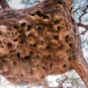 NAM HAR Zaras 2016NOV20 004 : 2016 - African Adventures, Hardap, Namibia, Southern, Africa, Zaras, 2016, November