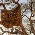 NAM HAR Zaras 2016NOV20 005 : 2016 - African Adventures, Hardap, Namibia, Southern, Africa, Zaras, 2016, November