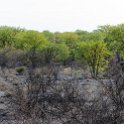 NAM OSHA Etosha 2016NOV26 RoadC38 001 : 2016, 2016 - African Adventures, Africa, C38, Date, Month, Namibia, November, Oshana, Places, Southern, Trips, Year