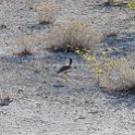 NAM OSHA Etosha 2016NOV26 RoadC38 002 : 2016, 2016 - African Adventures, Africa, C38, Date, Month, Namibia, November, Oshana, Places, Southern, Trips, Year