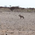 NAM OSHA Etosha 2016NOV26 Okaukuejo 001 : 2016, 2016 - African Adventures, Africa, Date, Month, Namibia, November, Okaukuejo, Oshana, Places, Southern, Trips, Year