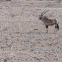 NAM OSHA Etosha 2016NOV26 Okaukuejo 002 : 2016, 2016 - African Adventures, Africa, Date, Month, Namibia, November, Okaukuejo, Oshana, Places, Southern, Trips, Year