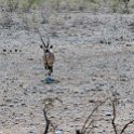 NAM OSHA Etosha 2016NOV26 Okaukuejo 004 : 2016, 2016 - African Adventures, Africa, Date, Month, Namibia, November, Okaukuejo, Oshana, Places, Southern, Trips, Year