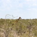NAM OSHA Etosha 2016NOV27 Okaukuejo 001 : 2016, 2016 - African Adventures, Africa, Date, Etosha National Park, Month, Namibia, November, Okaukuejo, Oshana, Places, Southern, Trips, Year