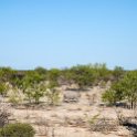 NAM OSHI RoadC38 2016NOV28 001  Two days running all over Etosha National Park trying to find the elusive Black Rhino and as we just left the park, this little fella decided to hold up all traffic for half an hour on his morning walk. : 2016 - African Adventures, 2017, Africa, C38, Date, Month, Namibia, November, Oshikoto, Places, Southern, Trips, Year