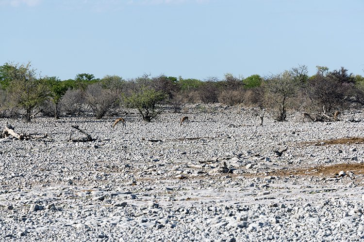 NAM OSHI Etosha 2016NOV26 001