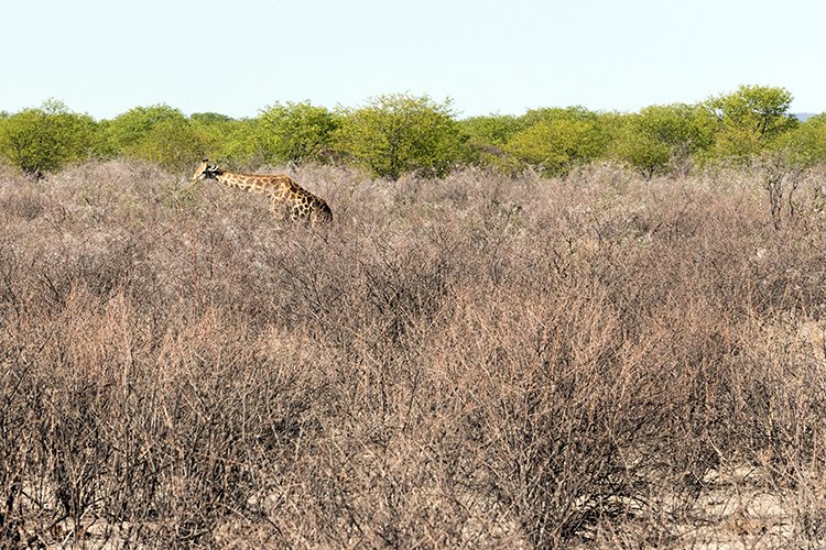 NAM OSHI Etosha 2016NOV26 002