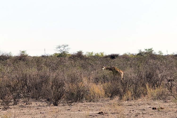 NAM OSHI Etosha 2016NOV26 003