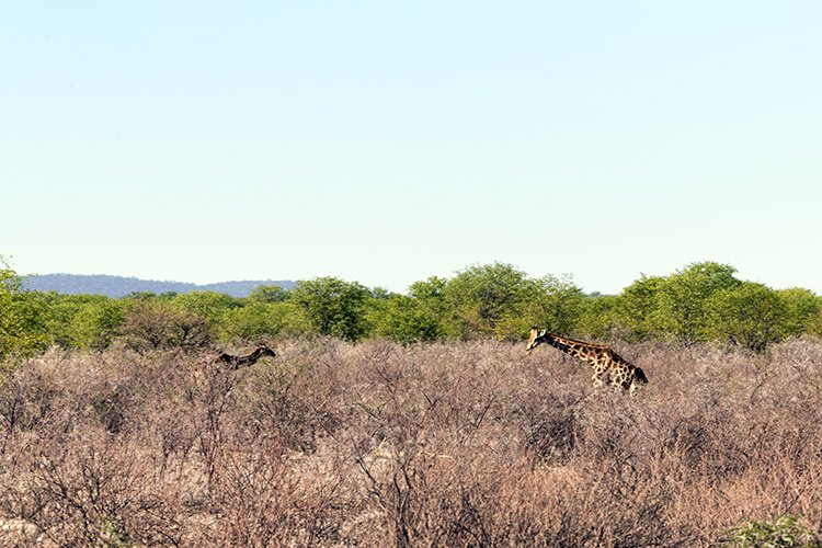 NAM OSHI Etosha 2016NOV26 004
