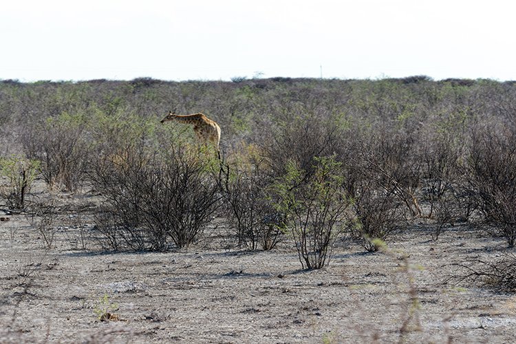 NAM OSHI Etosha 2016NOV26 005