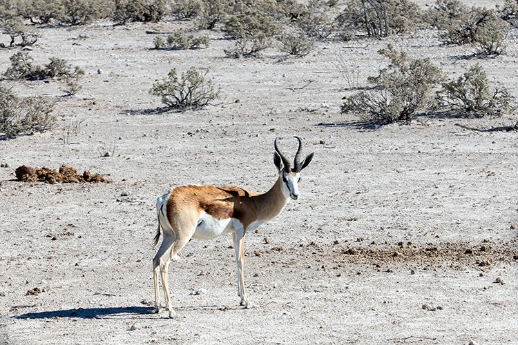 NAM OSHI Etosha 2016NOV26 006