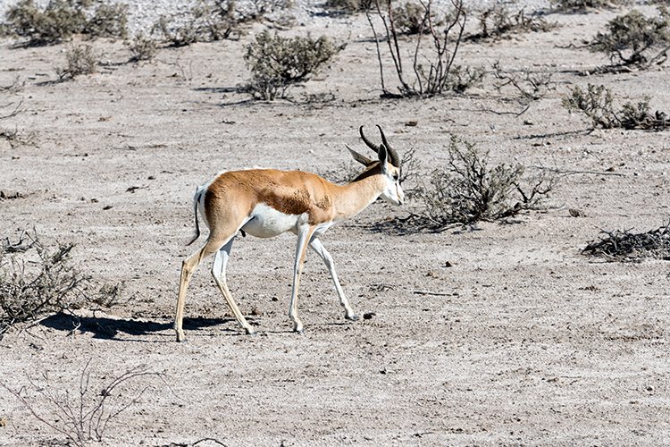 NAM OSHI Etosha 2016NOV26 007