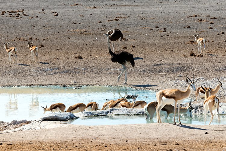 NAM OSHI Etosha 2016NOV26 008