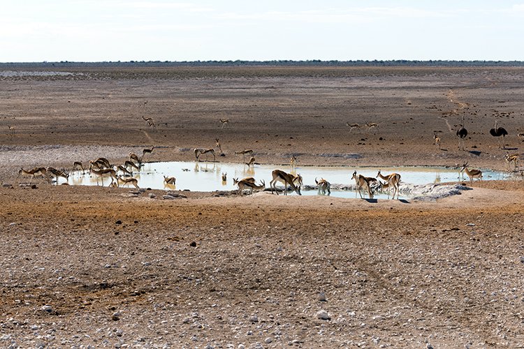 NAM OSHI Etosha 2016NOV26 009