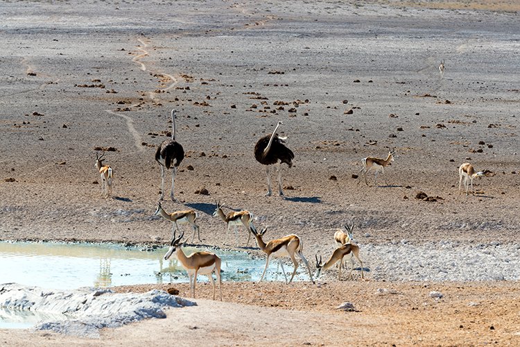 NAM OSHI Etosha 2016NOV26 010