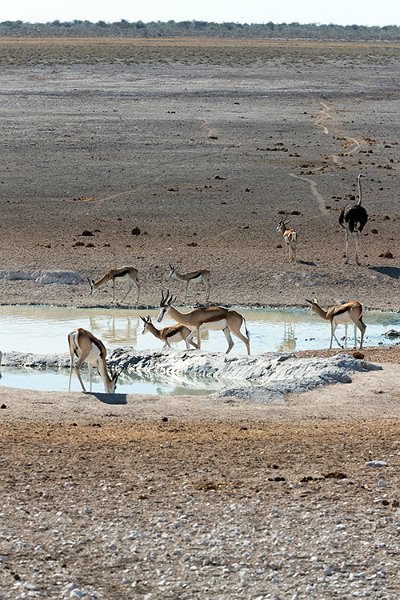 NAM OSHI Etosha 2016NOV26 012