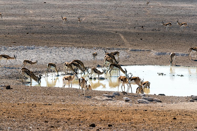 NAM OSHI Etosha 2016NOV26 013