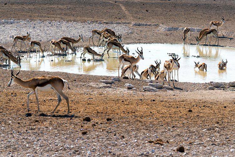 NAM OSHI Etosha 2016NOV26 014