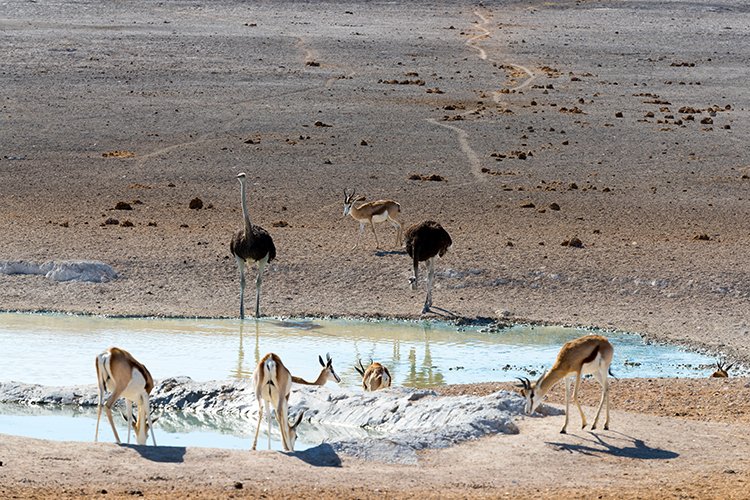 NAM OSHI Etosha 2016NOV26 015