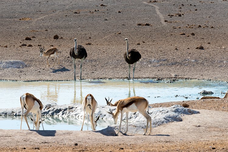 NAM OSHI Etosha 2016NOV26 016